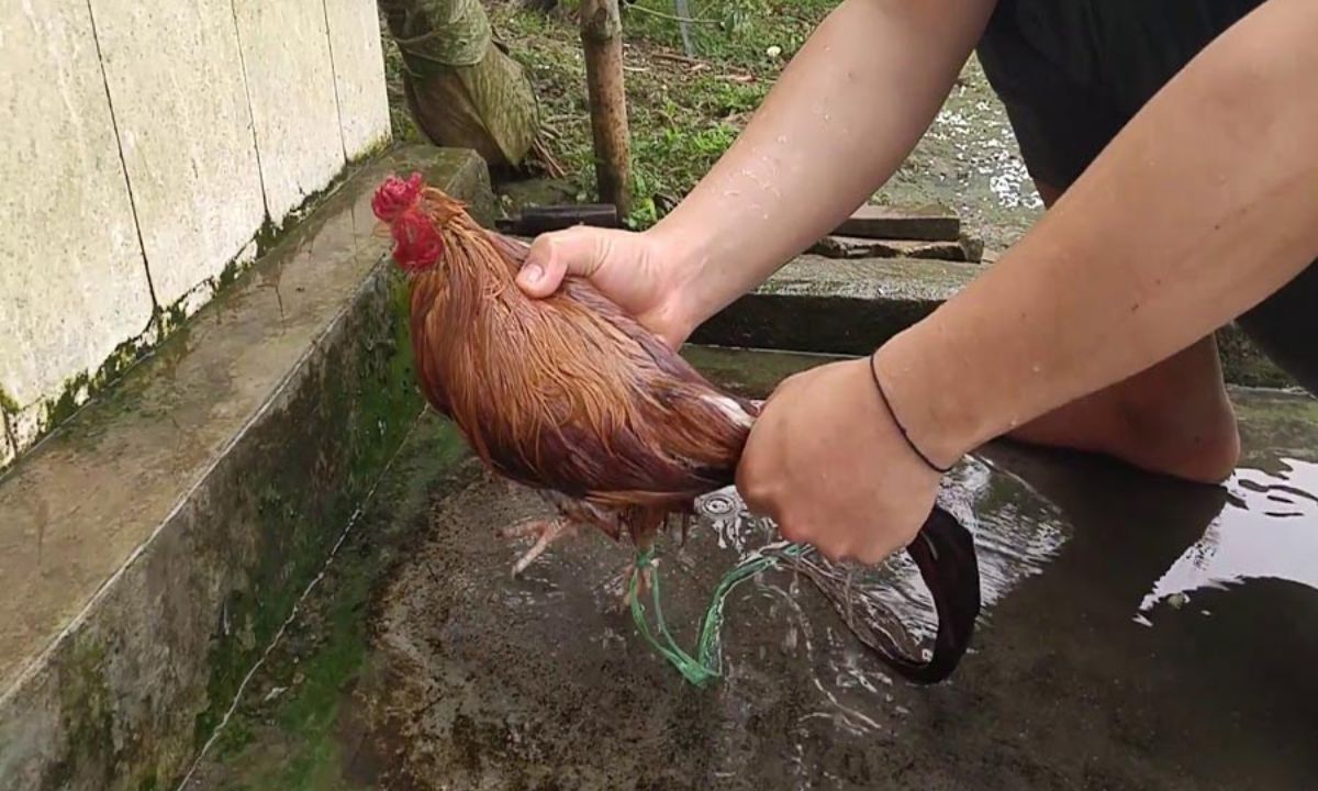 Cách vệ sinh cho gà