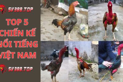 Top 5 con gà đá nổi tiếng được vinh danh thần kê Việt Nam
